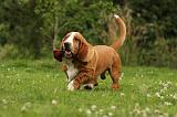 BASSET HOUND 112